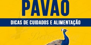 como criar pavão