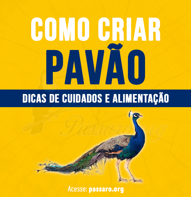 como criar pavão