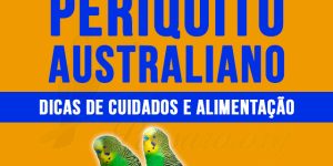 como criar periquito australiano