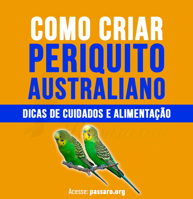 como criar periquito australiano