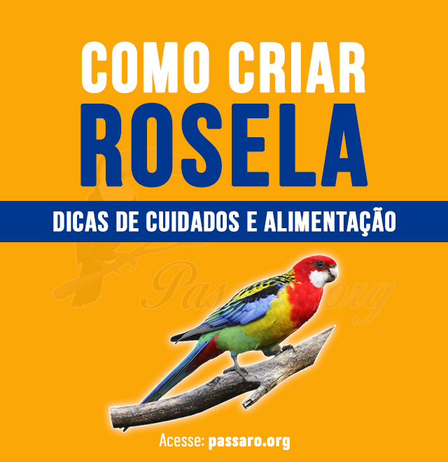 como criar rosela