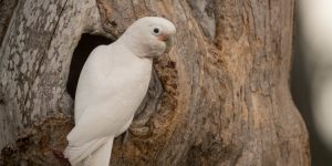 comportamento da cacatua-de-goffin