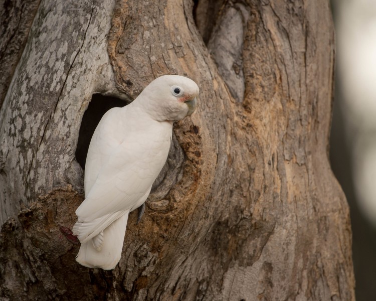 comportamento da cacatua-de-goffin