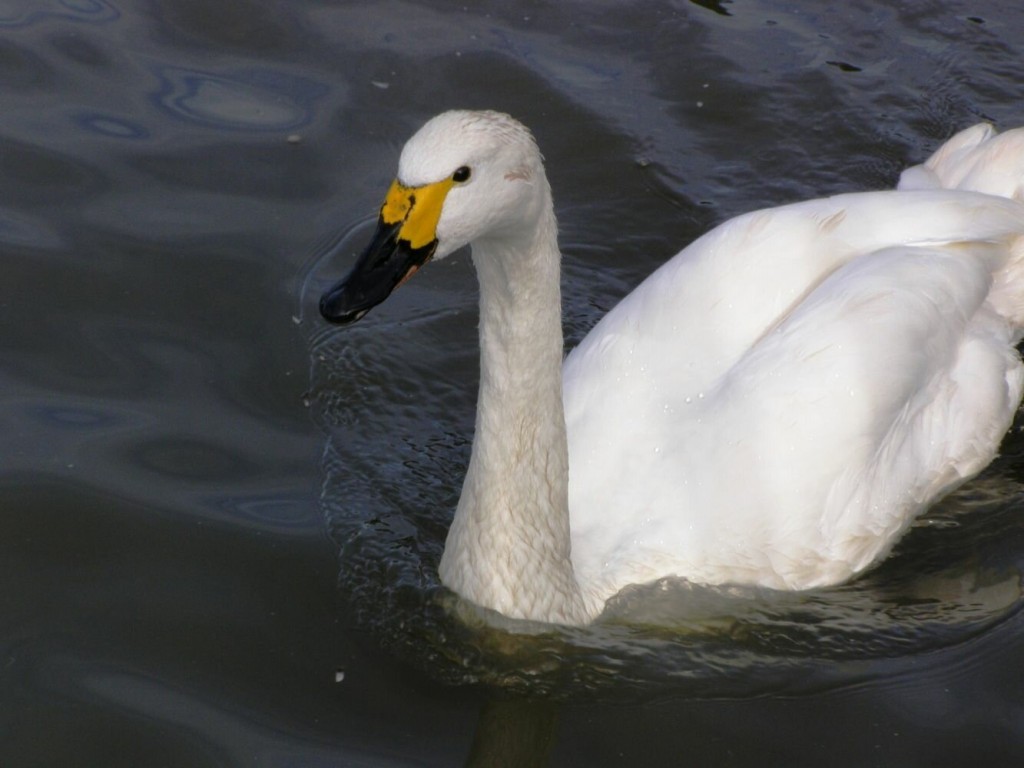 comportamento do cisne-pequeno