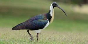 comportamento do ibis-pescoco-de-palha