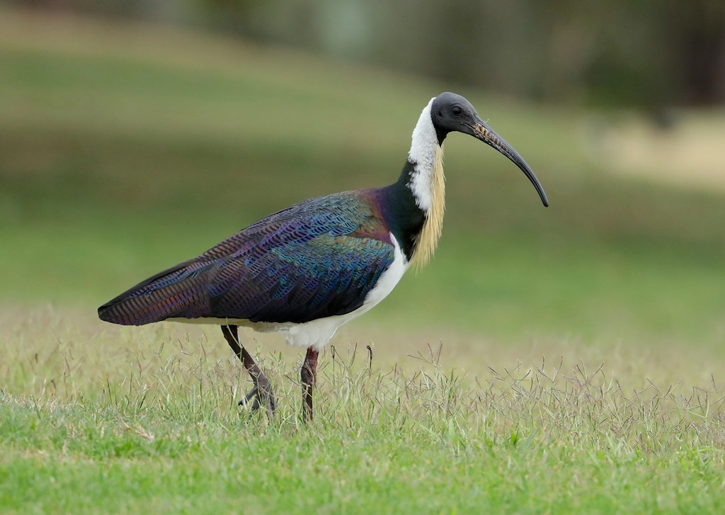 comportamento do ibis-pescoco-de-palha