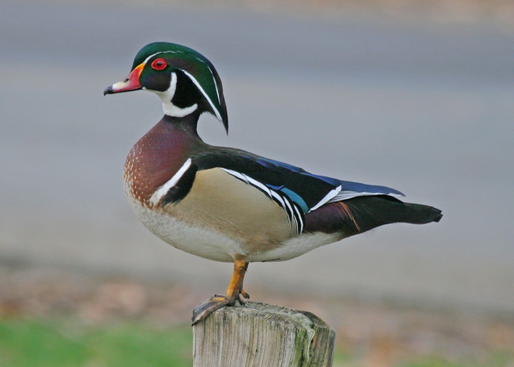 comportamento do pato-carolino