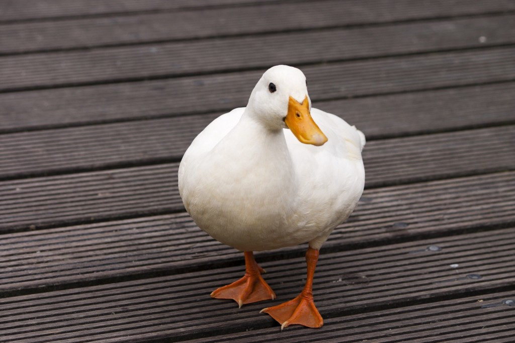 comportamento do pato-domestico