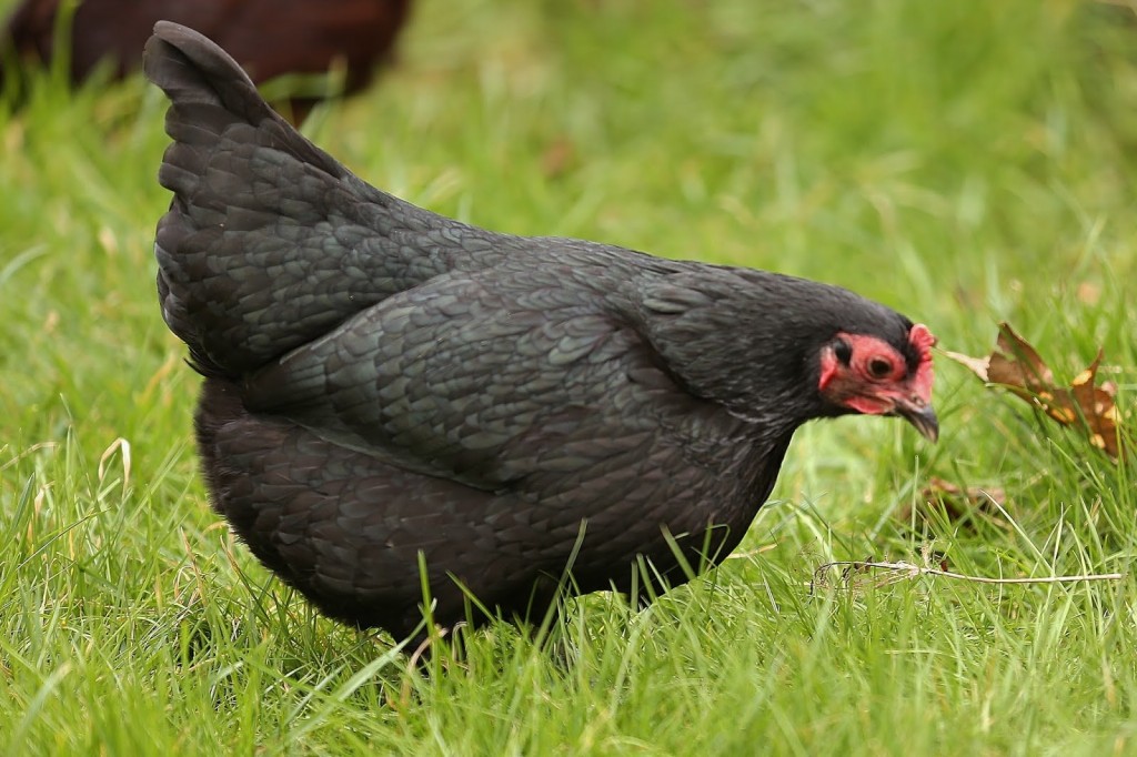 cuidados com galinha australorp