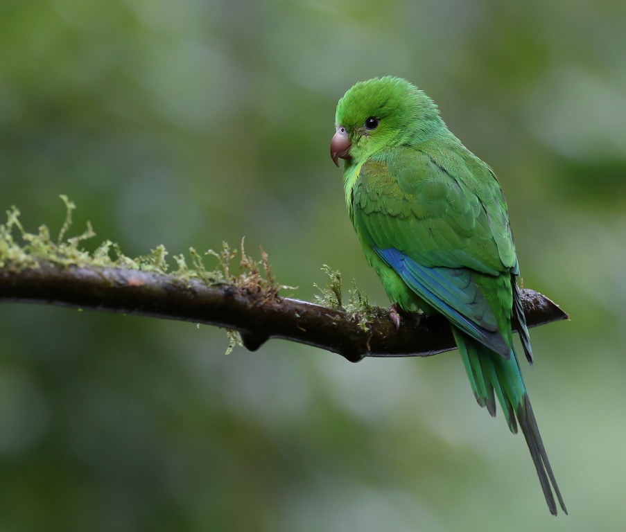 cuidados com periquito verde 