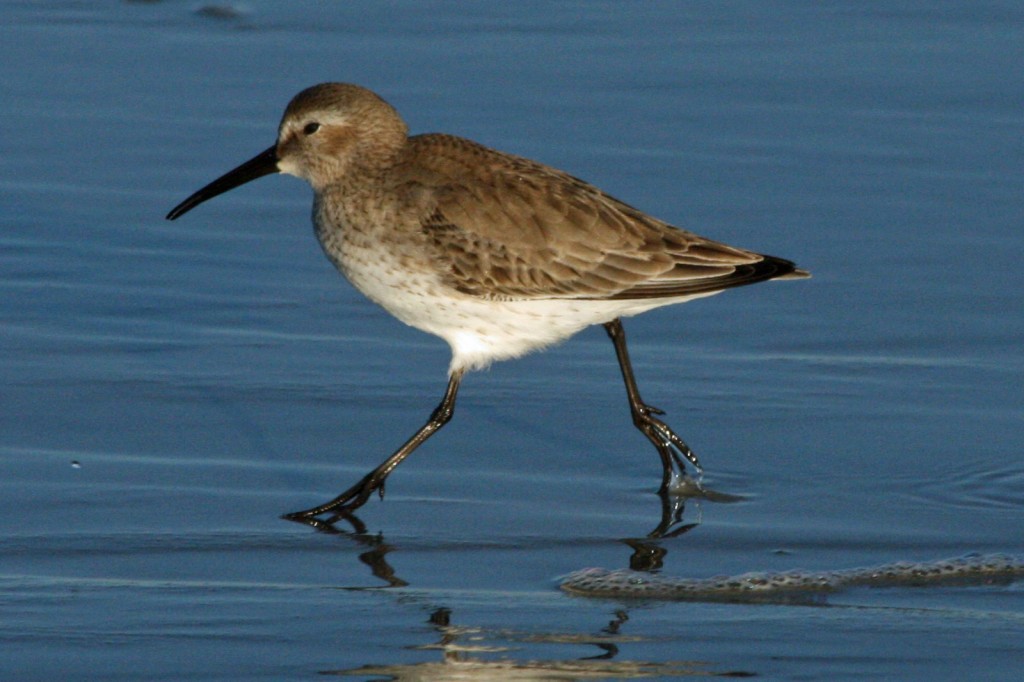 dunlin