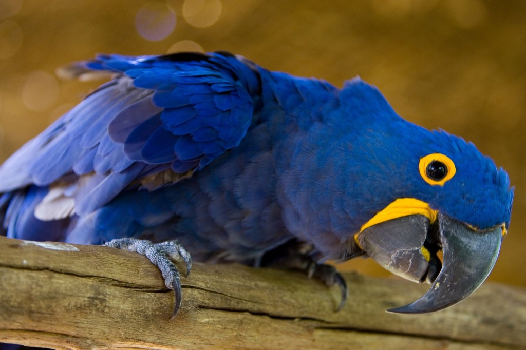 espaco para a criacao da arara azul