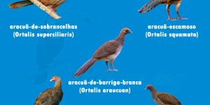 especies de aracua