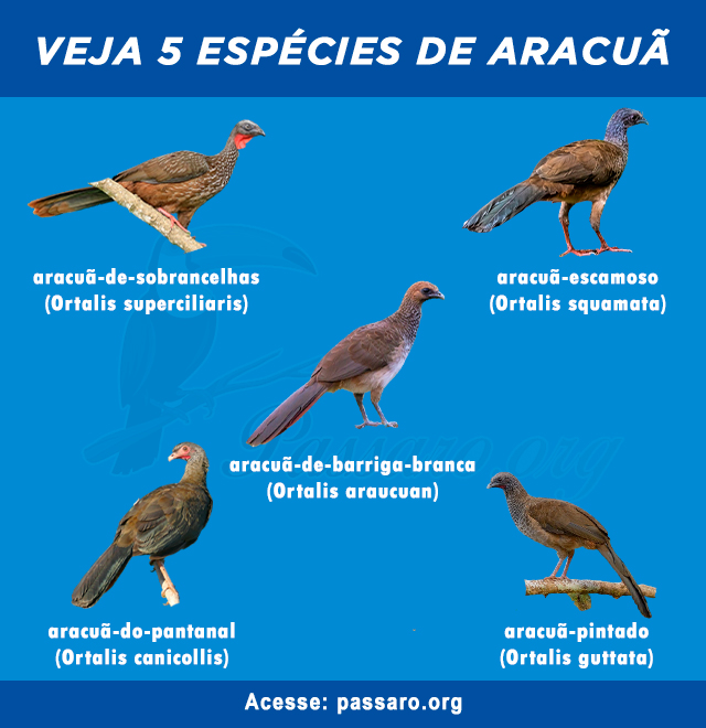 especies de aracua