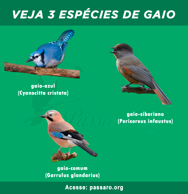 especies de gaio