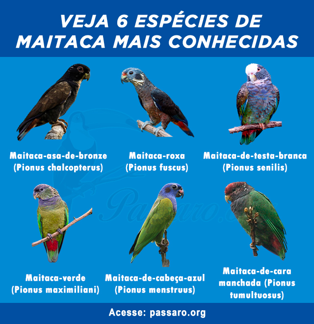 especies de maitaca mais conhecidos