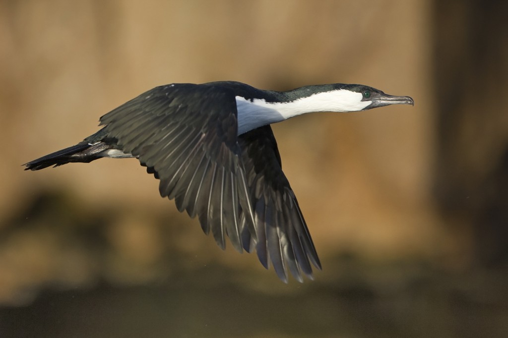 estado de conservacao do corvo-marinho-de-cara-negra