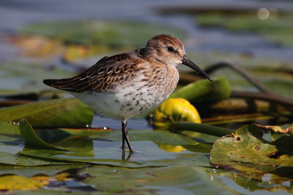 estado de conservacao do dunlin