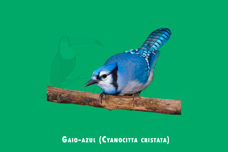 gaio-azul ( Cyanocitta cristata )