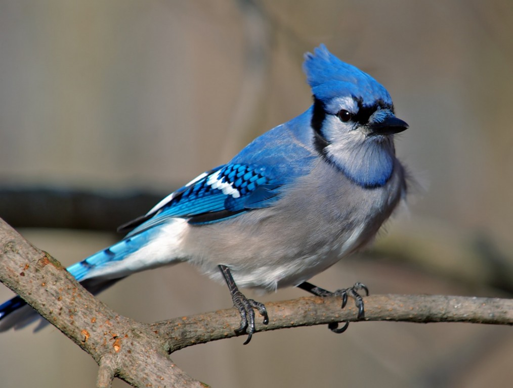 gaio azul