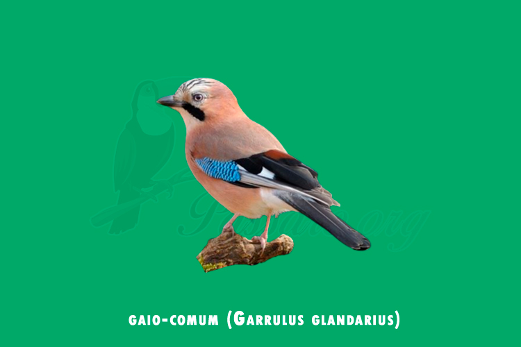 gaio-comum (garrulus glandarius)