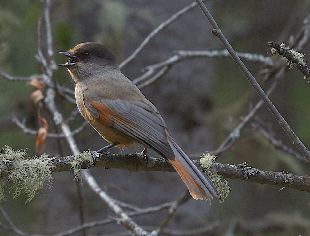  gaio-siberiano