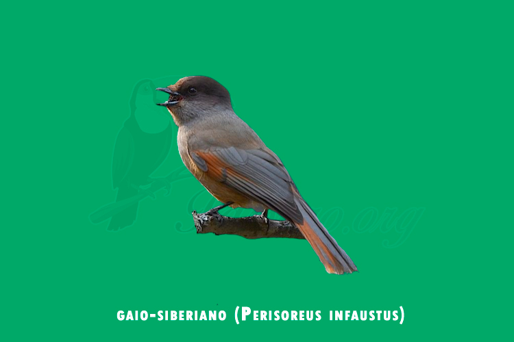 gaio-siberiano (perisoreus infaustus)