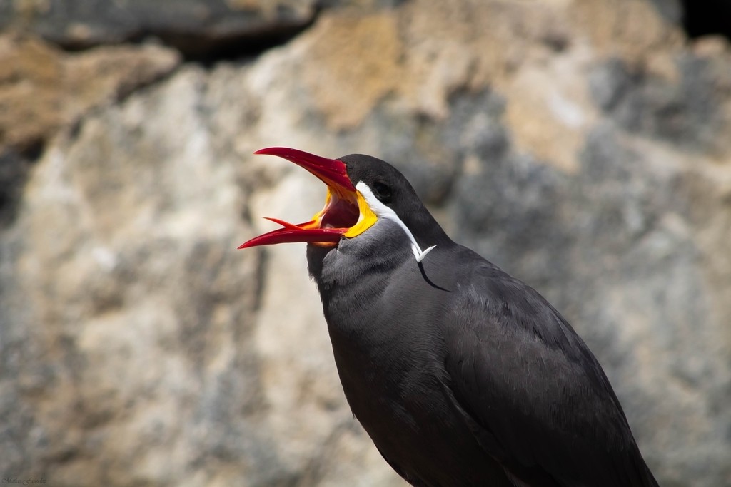 gaivota inca