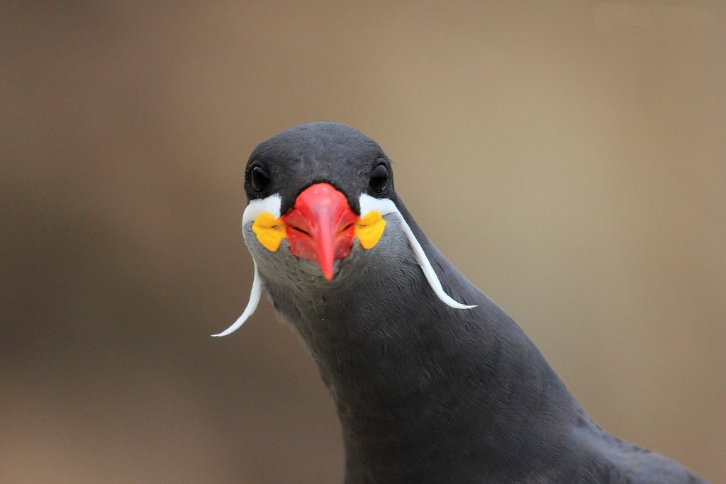 gaivota inca