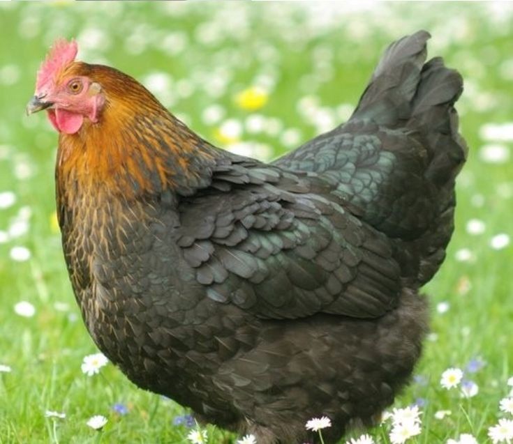 galinha Marans