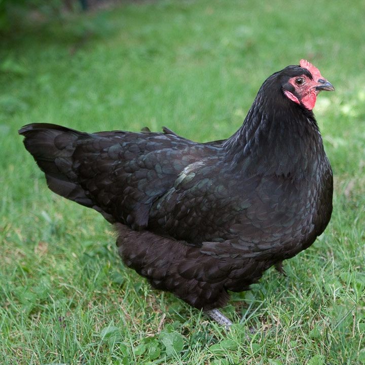 galinha australorp