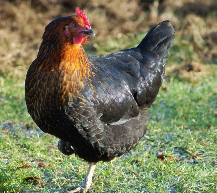 galinha marans