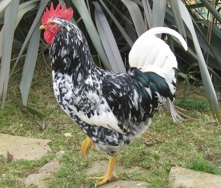 galinha pinta asturiana