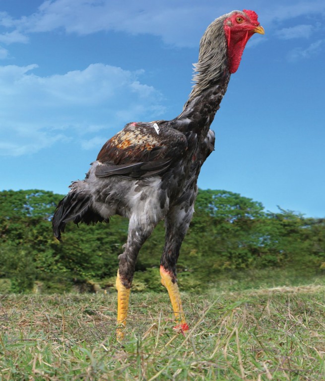 galo índio gigante 