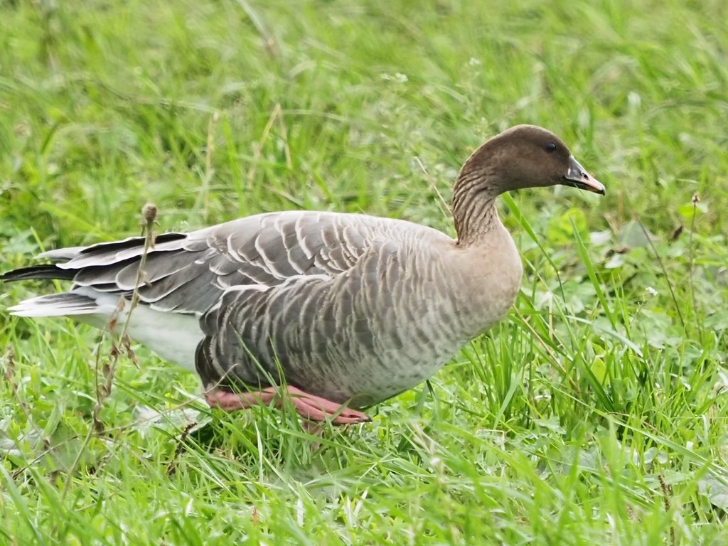 ganso-de-bico-curto