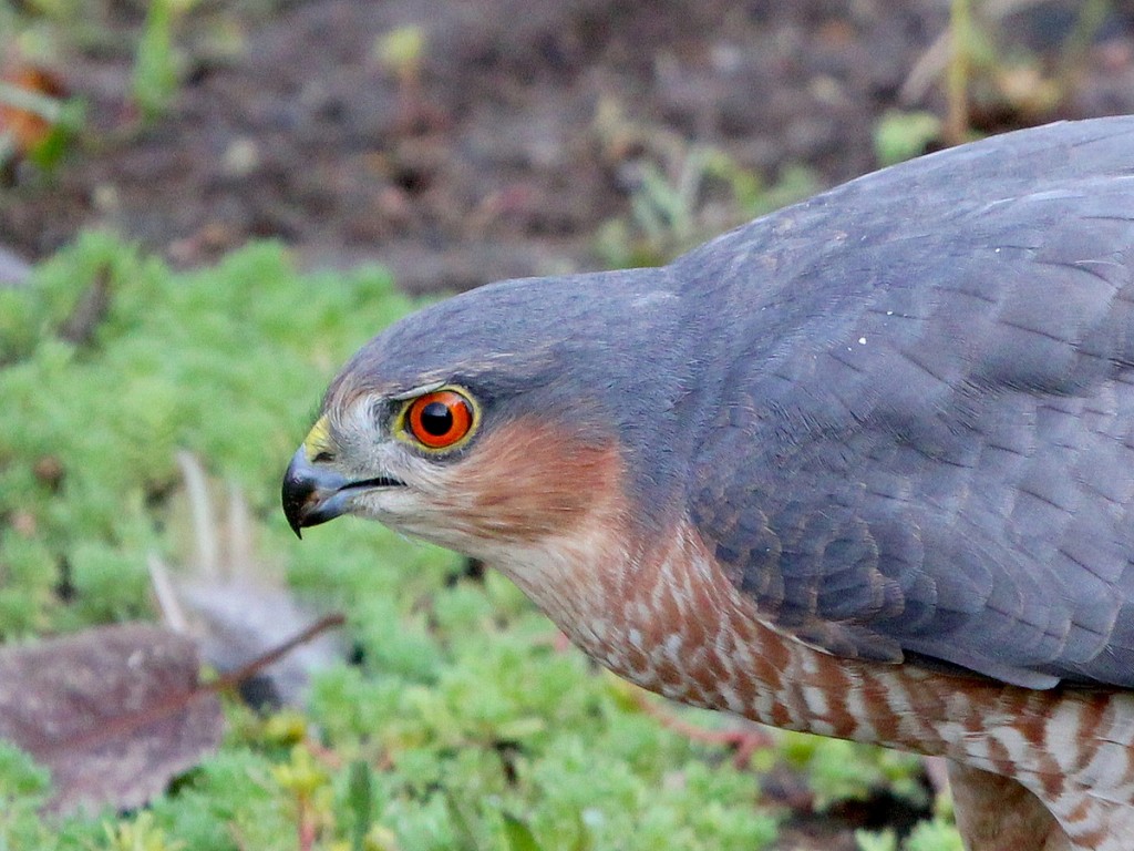 gaviao-da-europa