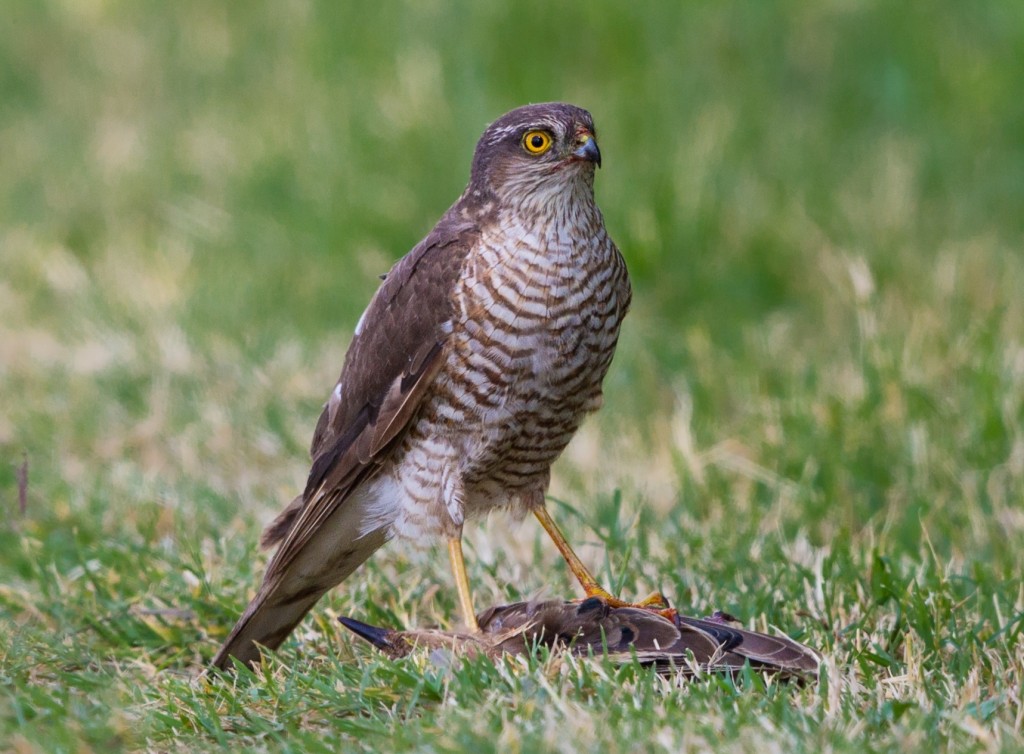 gaviao-da-europa