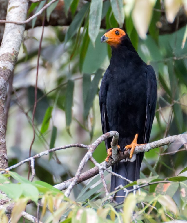 gaviao-de-anta