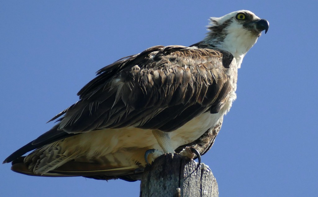 gaviao-do- mar