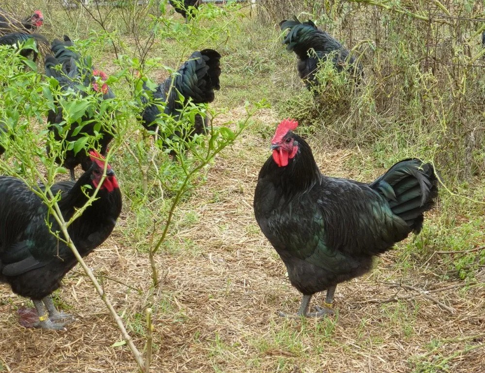 gigante negra de jersey