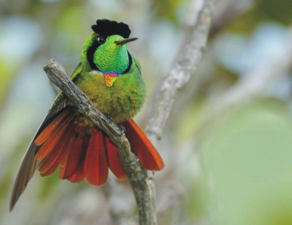 habitat da Beija-flor -de-gravata