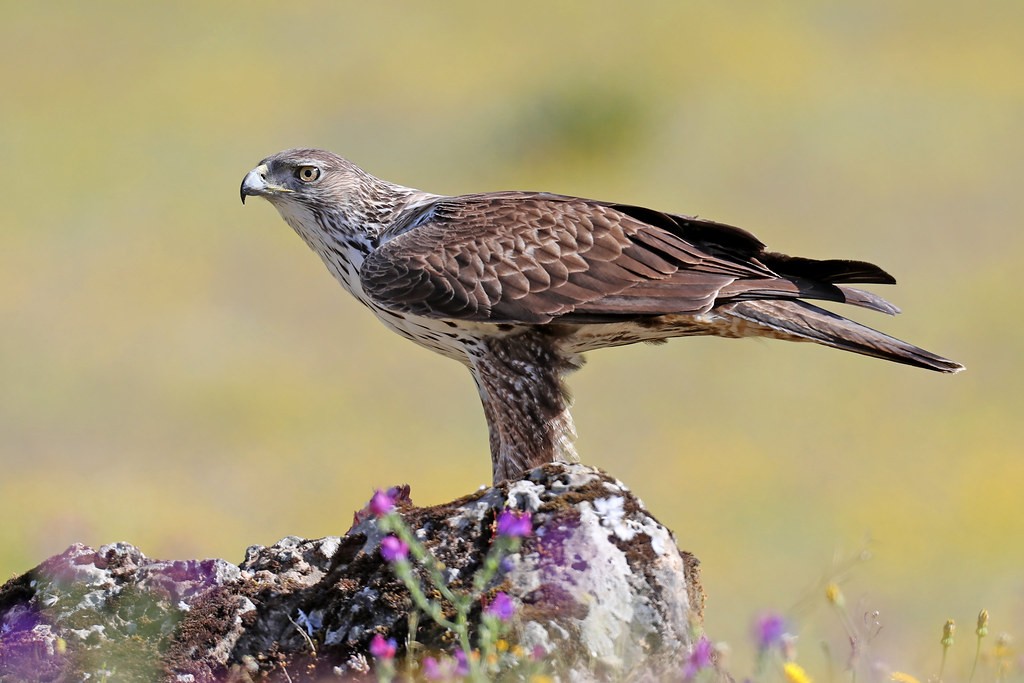 habitat da aguia de bonelli