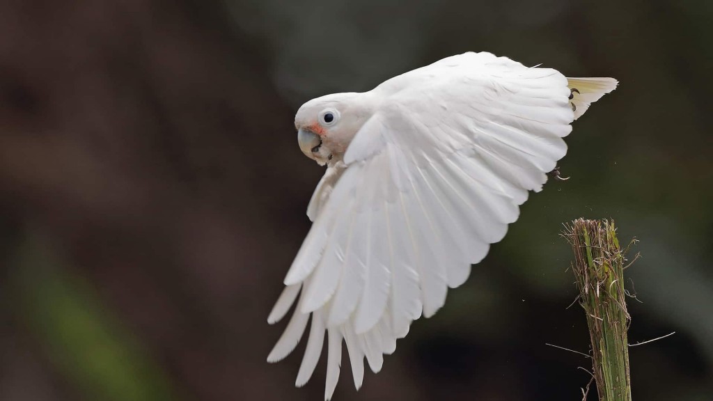 habitat da cacatua-de-goffin