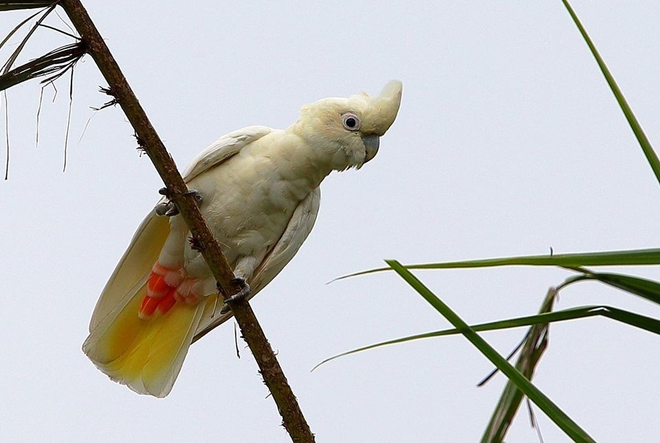 habitat da cacatua de ventre vermelho