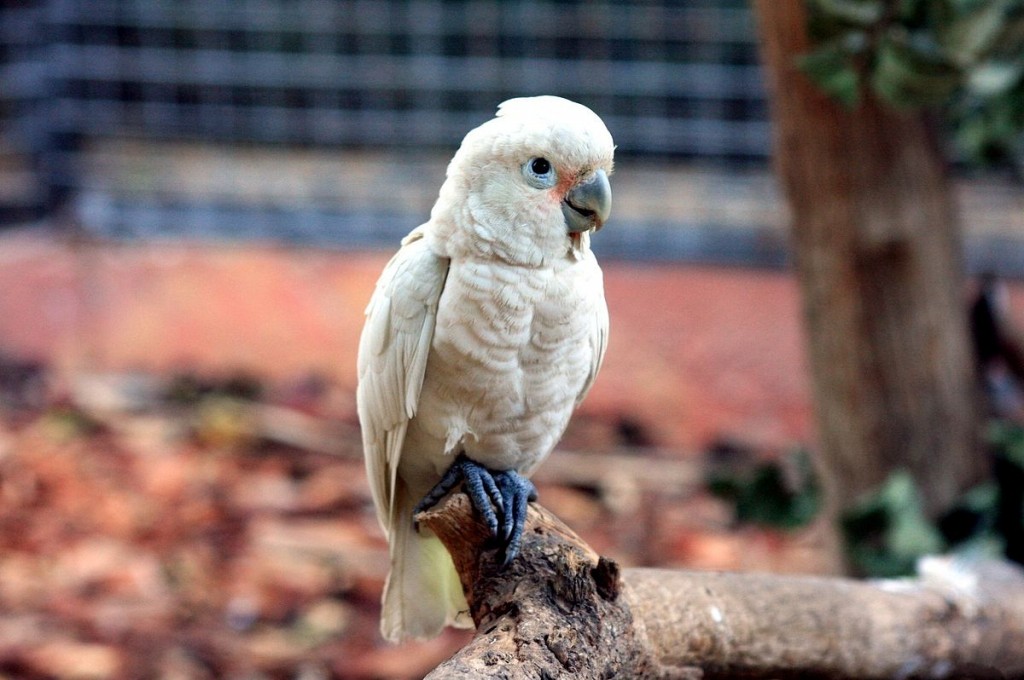 habitat da catatua-ocidental 