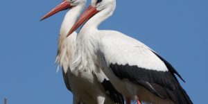 habitat da cegonha da tempestade