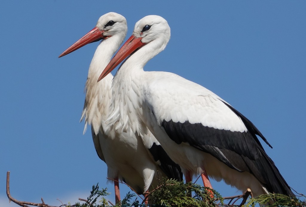 habitat da cegonha da tempestade