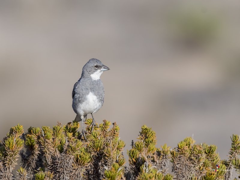 habitat da diuca