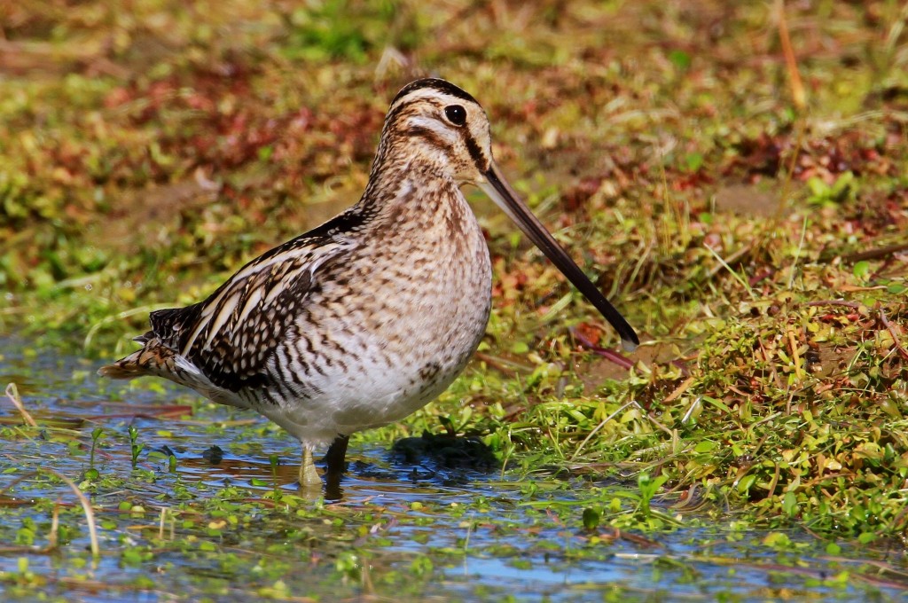 habitat da narceja-real 