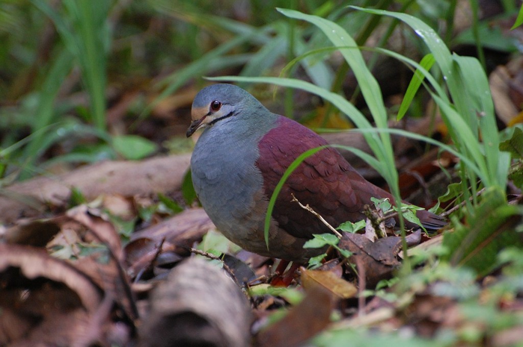 habitat da pomba-codorna roxa